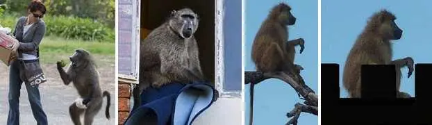 Распределяем жертвы целимся стреляем ещё три бабуина вычеркнуты из списка - фото 26