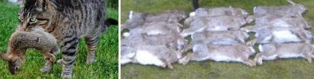 Увы не удаётся толком поиграть в болельщиков и нам Это наш Лжеволний тут - фото 230