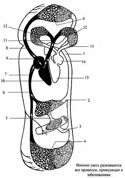 Схема кровообращения человека 1 аорта 2 печеночная артерия 3 кишечная - фото 25