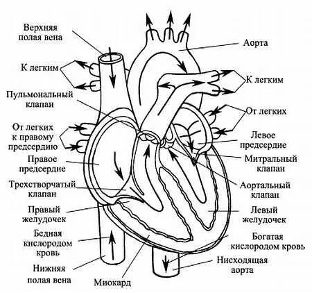 Как выглядит сердце в разрезе стрелки показывают направление тока крови - фото 26