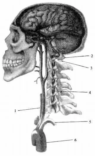 Шейный отдел позвоночника с кровеносными сосудами и нервами 1 сонная - фото 33