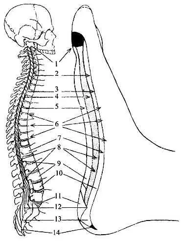 Соотношение зон позвоночника на стопе 1 1й шейный позвонокось 2 - фото 37