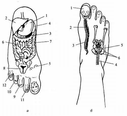 Расположение проекций органов на стопе а на подошве 1 желудок 2 - фото 38