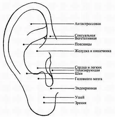 Биологически активные точки уха по А Стражному Третья точка необходимая для - фото 39