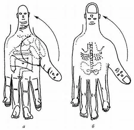 Проекция тела на ладони а большой палец и запястье голова в центре - фото 41