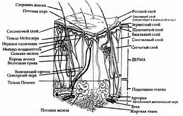 Рис 21 Анатомическое строение кожи Поры подобны воротам через которые - фото 11