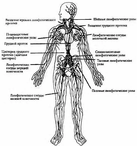 Рис 26 Главные лимфатические сосуды тела Лимфатические сосуды в виде - фото 16