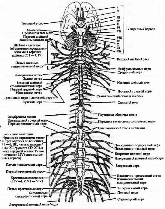 Рис 27 Общая организация нервной системы Центральная нервная система - фото 17