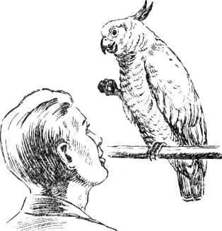 Самая говорящая птица попугай только механически повторяет слова - фото 16