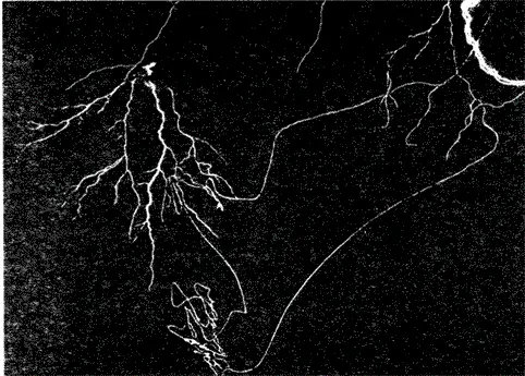 Рис 75 Линейное образование молнии Рис 76 Гибкая структура соединительной - фото 104