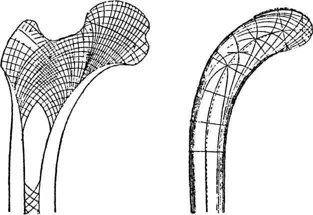 Рис 2 Бедренная кость налево с вычерченными линиями давлений и стрелка - фото 3