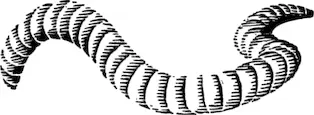 Самый известный из кольчатых червей земляной червь разделен на отчетливо - фото 1