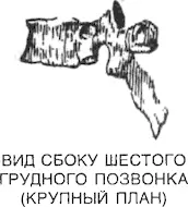 Первая пара ребер относительно короткая но каждая из следующих шести пар все - фото 10