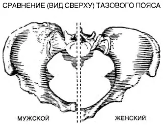 Женщине в брюшной полости необходимо пространство для развития ребенка и - фото 23