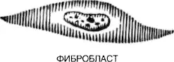 Особенным мукополисахаридом является гиалуроновая кислотна которая - фото 25