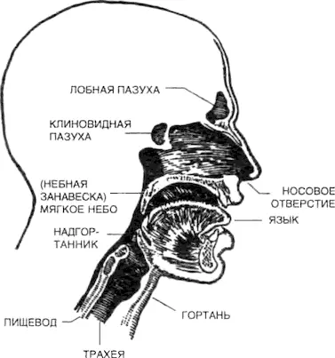 Поскольку носовые ходы открыты внешнему миру они принимают на себя главный - фото 37