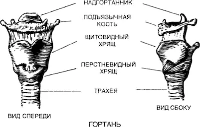 Связки и хрящи вместе составляют голосовую полость или пользуясь греческим - фото 39