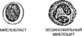 Большинство лейкоцитов хотя и не все вырабатываются костным мозгом вместе с - фото 49