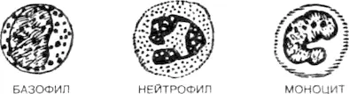 Что же касается агранулоцитов которые составляют оставшуюся треть белых - фото 50