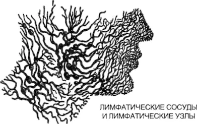 В процессе этого лимфоузлы набухают и могут стать болезненными особенно те - фото 52