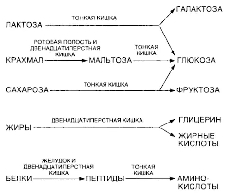 Вещества в правой колонке могут всасываться поверхностью тонкой кишки и когда - фото 56
