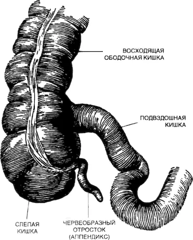 У человека то что осталось от слепой кишки рудимент доставшийся от - фото 57