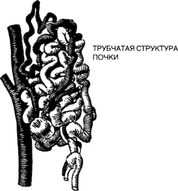 У животных живущих в пресной воде и следовательно не испытывающих нехватки - фото 59