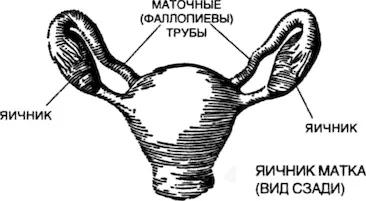 Именно в фаллопиевой трубе яйцеклетка встречается с клеткой спермы если - фото 64