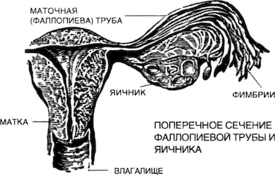Поскольку овуляция у женщин происходит обычно раз в четыре недели это - фото 65