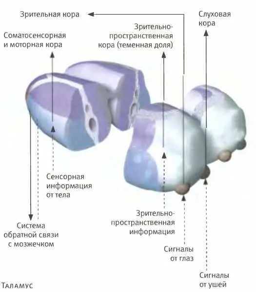 Вся передаваемая в мозг сенсорная информация кроме обонятельной вначале - фото 102