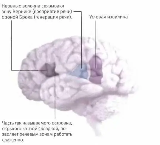 Речевые зоны нашего мозга располагаются преимущественно в левом полушарии - фото 115