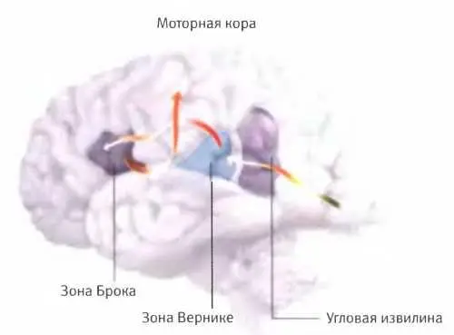 Обработка информации связанной с устной речью происходит сразу в нескольких - фото 129