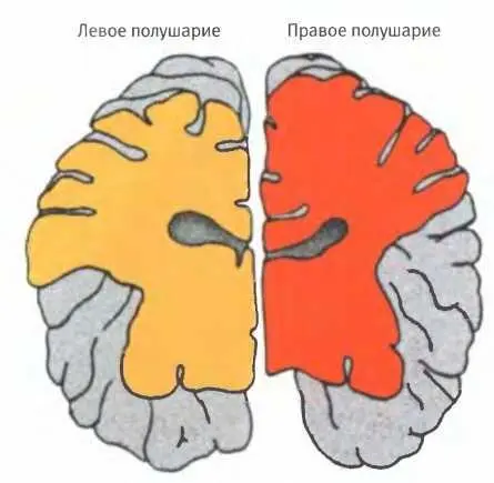 Расположенная в левом полушарии область человеческого мозга отвечающая за - фото 130