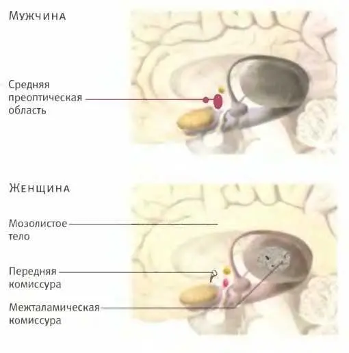 Результаты исследований методами нейровизуализации показывают что мужчины и - фото 59