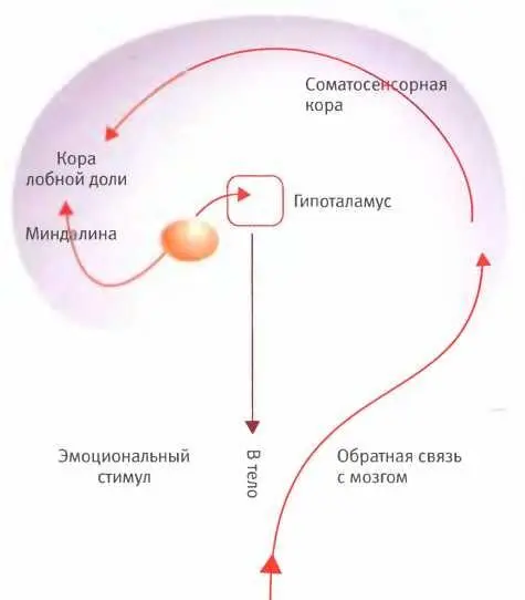 Эмоциональные стимулы регистрирует миндалина Осознанные эмоции создаются как - фото 71