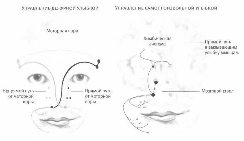Слева направо Нервами растяшивающими наши губы в улыбку можно управлять - фото 75