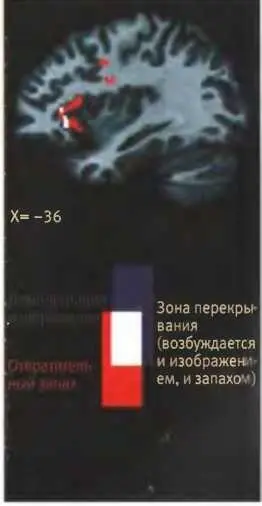 Проявления страха 9улавливает и распознает миндалина Одна ее часть реагирует - фото 77