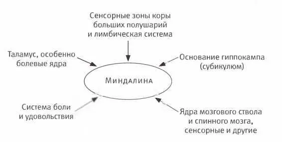 Сигналы разного типа поступающие в миндалину розовые блоки вызывают - фото 79