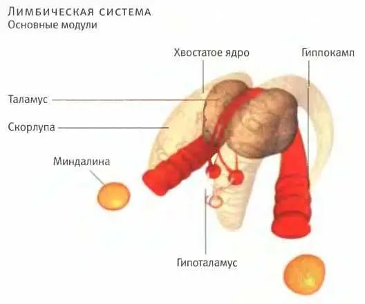 Еще ниже располагается ствол головного мозга Это самая древняя часть мозга - фото 8