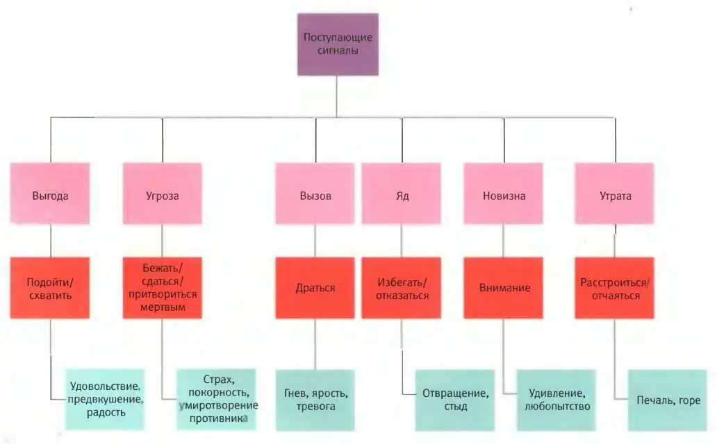 Ослабленная активность миндалины может быть отчасти полезна это не позволяет - фото 80