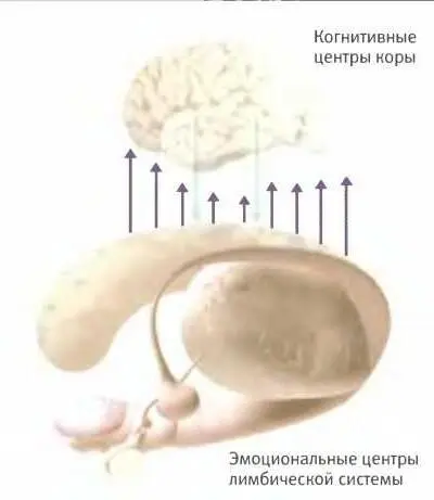 Из лимбической системы в кору поступает больше нейронных сигналов чем из коры - фото 85