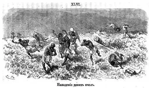 XLVI Нападение диких пчел К выше приведенному письму я ничего не имею - фото 45