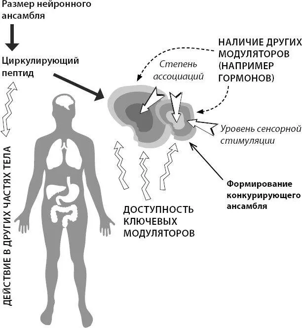 Рис 6Возможный механизм формирования сознания Два набора концентрических - фото 7