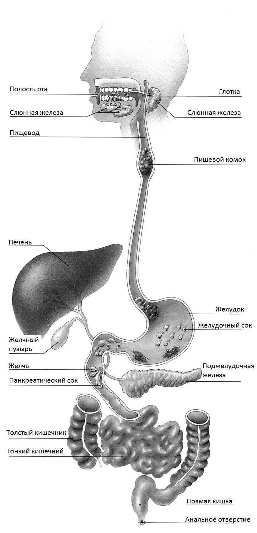Рис 3Пищеварительная система Данный процесс происходит без участия - фото 4