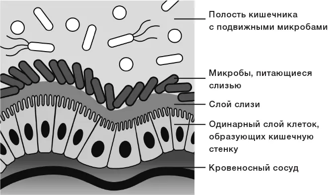Стенка кишечника Кани задумался если эта бактерия способна повышать густоту - фото 3