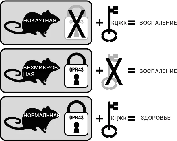 Схематическое изображение работы замков GPR43 и ключей КЦЖК Важны все три - фото 6