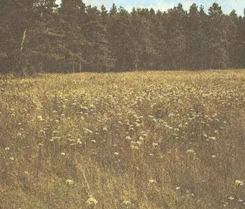 Жабрица позднеосеннее растение Ятрышник крапчатый одна из орхидей - фото 154
