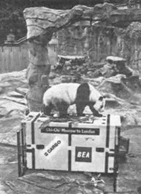 Чичи на свадебной карете В начале 1977 г в Лондоне содержалось 2 в Париже - фото 132
