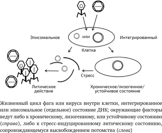 Вирусы как клеточные ядра Эукариоты содержат ядра от которых и получили - фото 8
