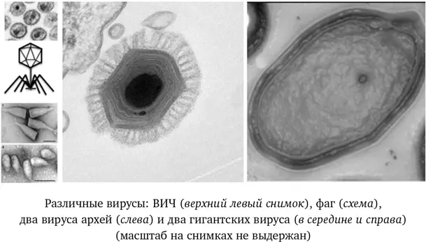 Лизирование водорослей вирусами приводит к появлению характерного запаха - фото 12